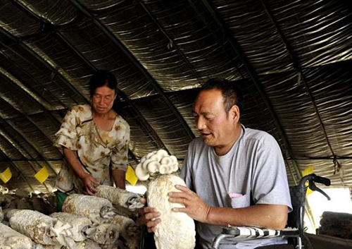 圖為劉紅全在自家的蘑菇大棚里